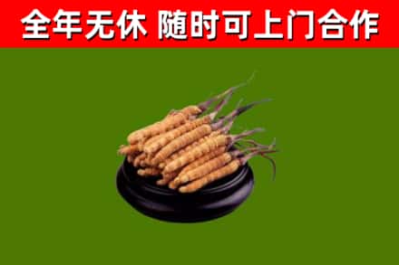 图木舒克市回收散虫草