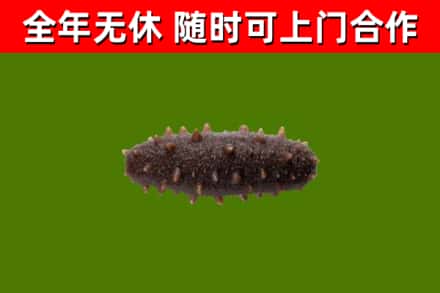 图木舒克市回收海参干